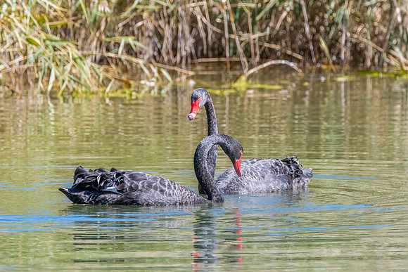 A pair of Black Swan at the Wetlands
