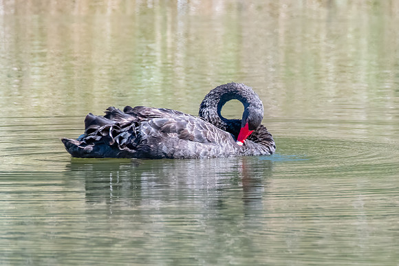 Black Swan at the Wetlands