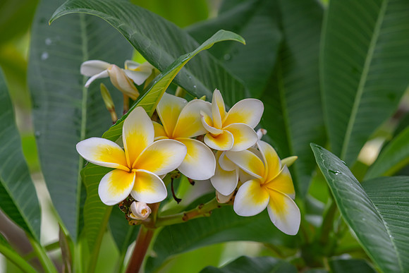 White and yellow frangipani flowers on the tree in light rain
