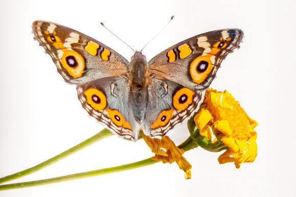 Meadow Argus Butterfly on a yellow flower in the garden