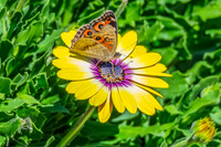 Meadow Argus Butterfly on a yellow Blue Eyed Beauty Osteospermum
