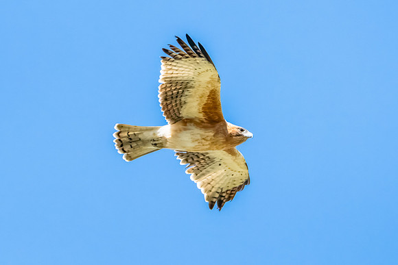 A Little Eagle flying in the Blue Sky