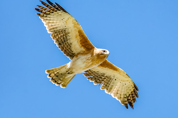 A Little Eagle flying in the Blue Sky