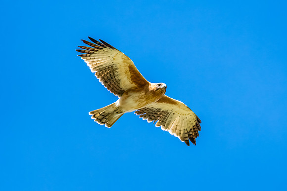 A Little Eagle flying in the Blue Sky