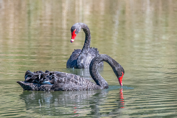 A pair of Black Swan at the Wetlands