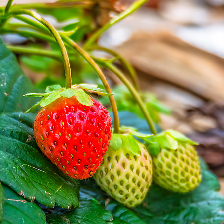 Homegrown Garden Strawberries Ready to Pick