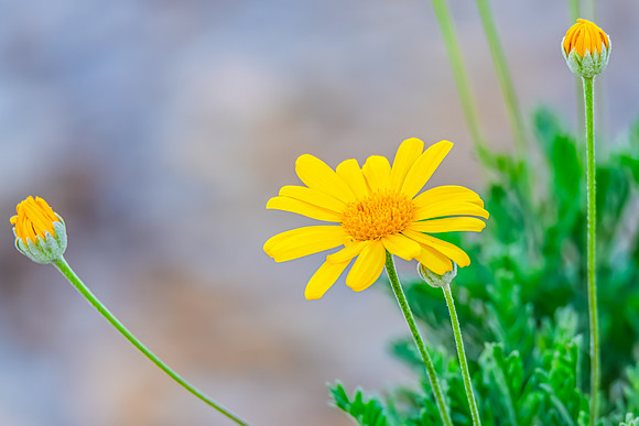 Yellow Marguerite flowers in the garden