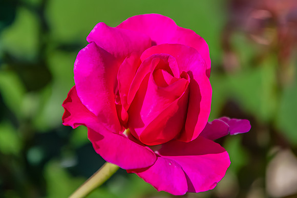 Pink Rose blooms in the Garden