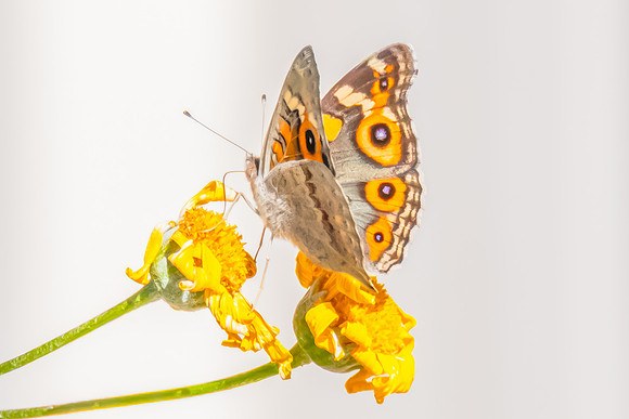 Meadow Argus Butterfly on a yellow flower in the garden