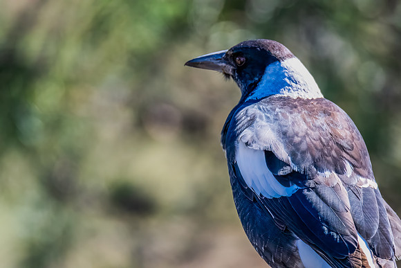 Outdoors with the Australian Magpie