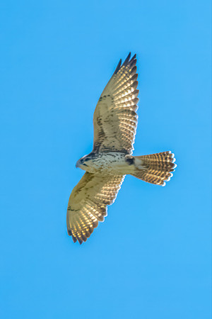 A Brown Falcon (Falco berigora) soaring in flight against a clea