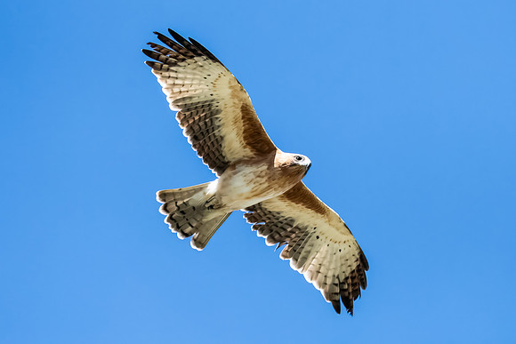 A Little Eagle flying in the Blue Sky