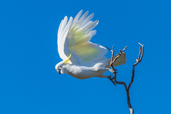 Sulphur-crested Cockatoo set against the morning blue sky