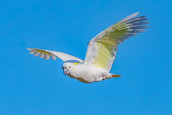 Sulphur-crested Cockatoo flying in the blue morning sky