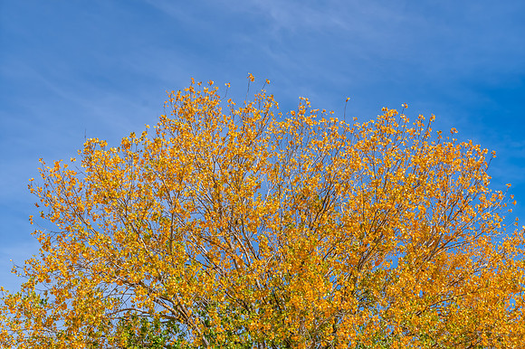 Autumn Foliage Under High Cloud in the Blue Sky