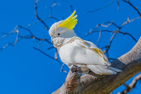 Sulphur-crested Cockatoo set against the morning blue sky