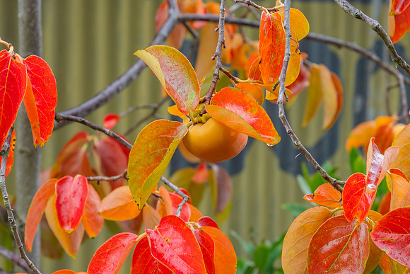 Persimmon Fruit with Autumn Leaves in Garden