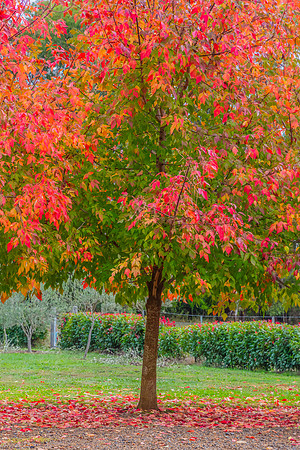 Autumn Leaves in Garden, Orange New South Wales