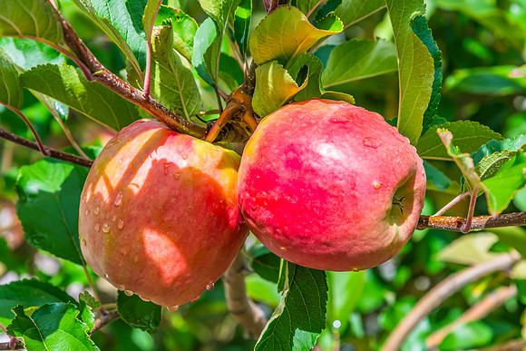 Autumn's Harvest - Apples in an Orchard