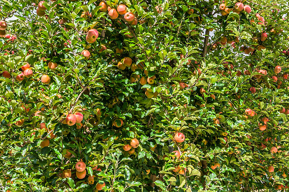 Autumn's Harvest - Apples in an Orchard