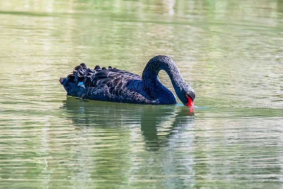 Black Swan at the Wetlands
