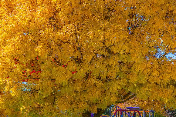 Autumn Foliage on Trees at Heritage Park, Blayney