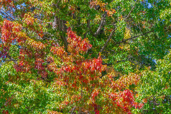 Autumn Foliage on Trees at Heritage Park, Blayney