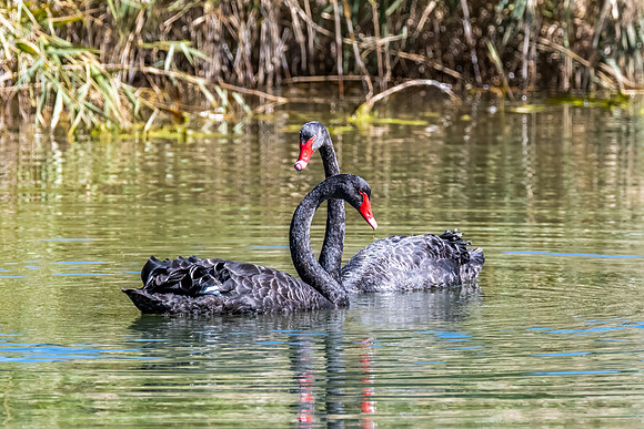 A pair of Black Swan at the Wetlands