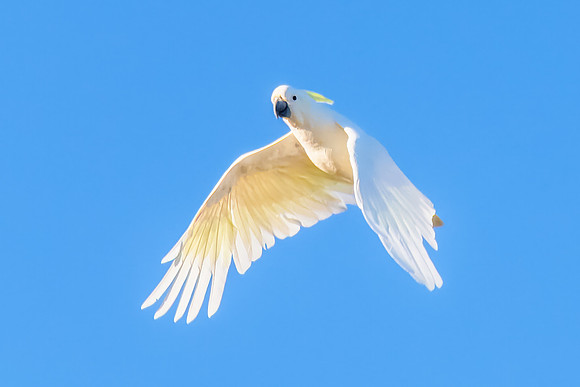 Sulphur-crested Cockatoo set against the morning blue sky