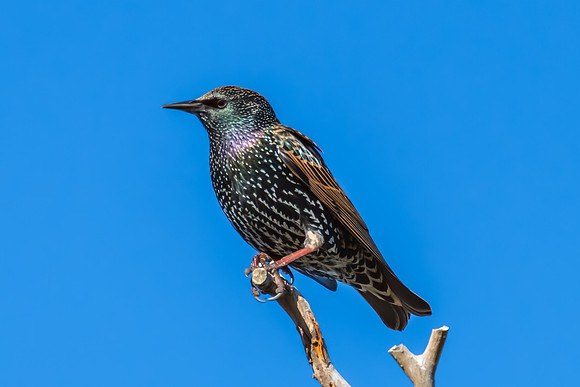 Common Starlings perched on a tree branch