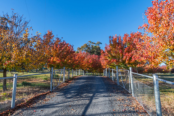 Autumn Colours Around Blayney, NSW