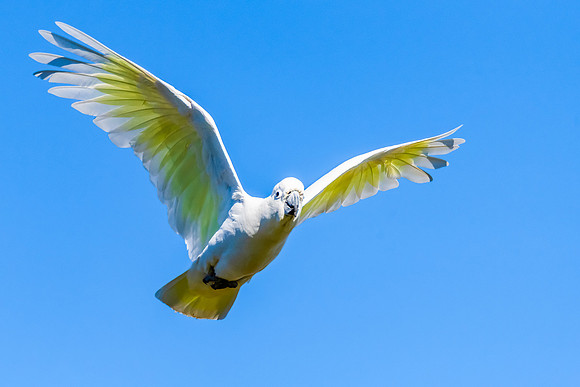 Sulphur-crested Cockatoo set against the morning blue sky