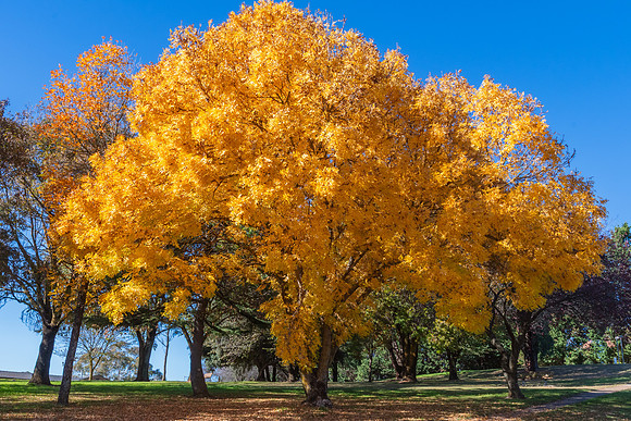 Autumn Colours Around Blayney, NSW