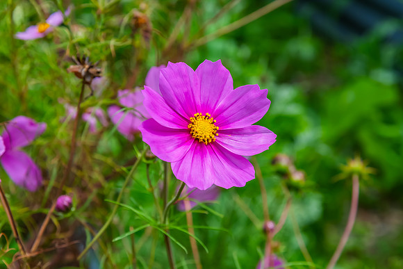 Purple Cosmos Flowers in the Garden