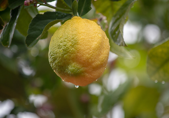Lemon on a tree in the rain