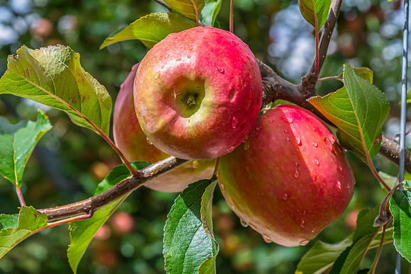Autumn's Harvest - Apples in an Orchard