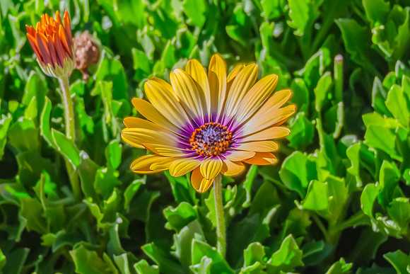 Osteospermum Blue Eyed Beauty flowers in the garden