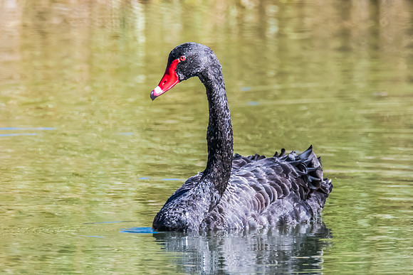 Black Swan at the Wetlands