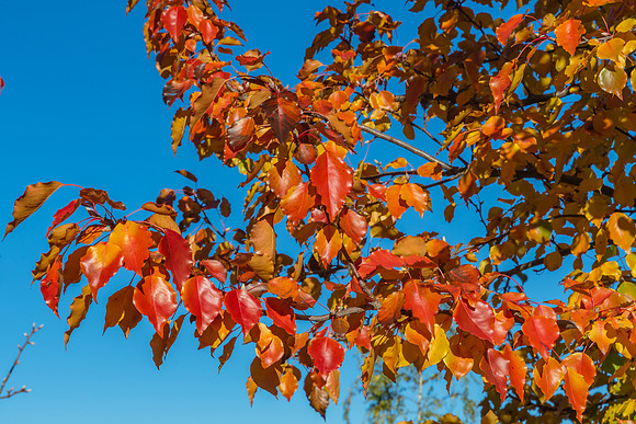 Autumn Colours Around Blayney, NSW