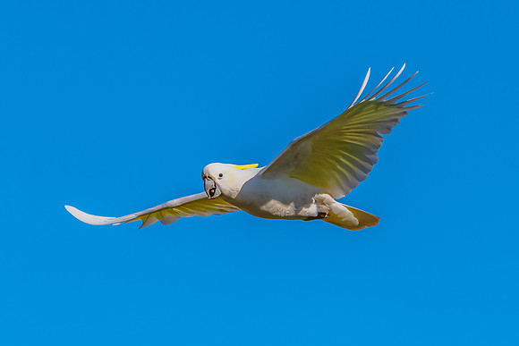 Sulphur-crested Cockatoo flying in the blue morning sky