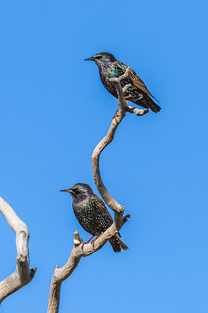 Common Starlings perched on a tree branch