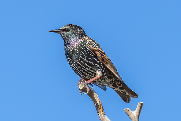 Common Starlings perched on a tree branch