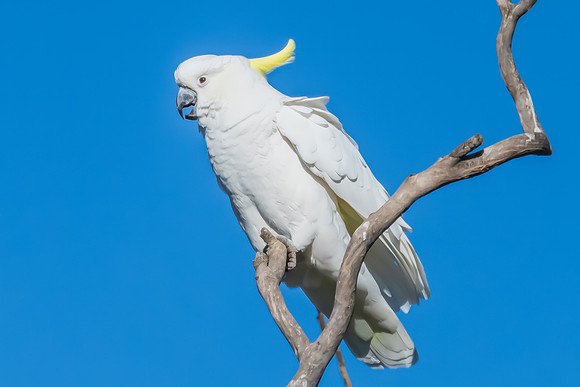 Sulphur-crested Cockatoo set against the morning blue sky