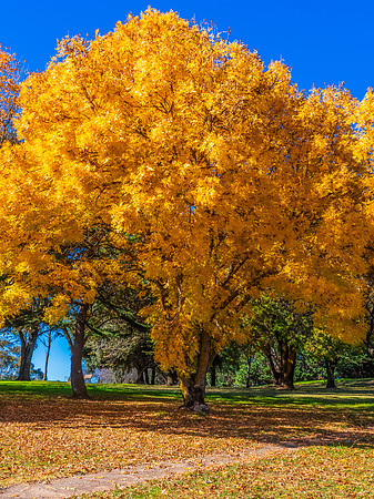 Autumn Colours Around Blayney, NSW