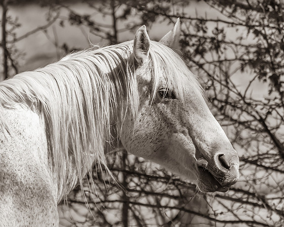 Dapple Grey Horse Standing in a Quiet Pasture in Sepia
