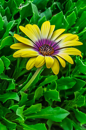 Osteospermum Blue Eyed Beauty flowers in the garden