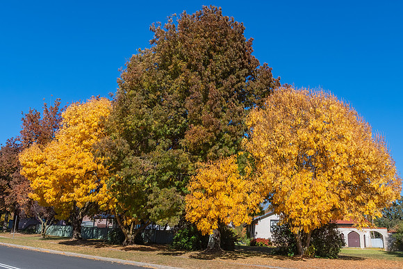 Autumn Colours Around Blayney, NSW