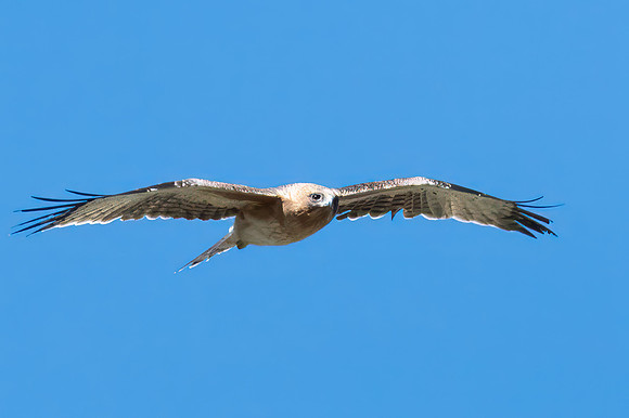 A Little Eagle flying in the Blue Sky