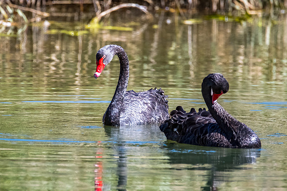 A pair of Black Swan at the Wetlands