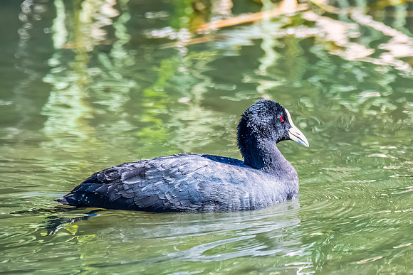 Eurasian Coot on the Water at the Wetlands